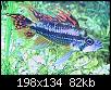         

:  fish.jpg
:  278
:  81,7 KB