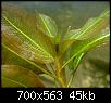         

:  Potamogeton-lucens-2.jpg
:  649
:  44,5 KB
