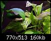         

:  echinodorus cordifolius - marble Queen 1.jpg
:  237
:  160,2 KB