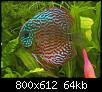         

:  discus2.jpg
:  250
:  64,3 KB