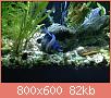         

:  aquarium 3.jpg
:  288
:  82,5 KB