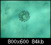         

:  anemone.JPG
:  873
:  83,6 KB