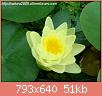         

:  Nymphaea_yellow1.jpg
:  286
:  50,6 KB