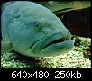         

:  Crete_Aquarium_2_008.jpg
:  243
:  250,1 KB