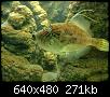         

:  Crete_Aquarium_2_012.jpg
:  261
:  271,2 KB