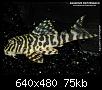         

:  Peckoltia spec.L134_a.jpg
:  187
:  75,1 KB