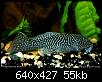         

:  L 056 Parancistrus_sp.(Baryanc.aurantiacus).jpg
:  205
:  54,7 KB