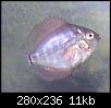         

:  1babydiscus  27 days.jpg
:  292
:  11,1 KB