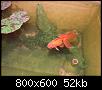 Πατήστε στην εικόνα για να τη δείτε σε μεγένθυνση

Όνομα:  one goldfish.jpg
Εμφανίσεις:  904
Μέγεθος:  52,1 KB