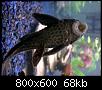         

:  pleco.jpg
:  1854
:  67,9 KB