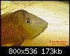         

:  Geophagus_steindachneri_s.JPG
:  460
:  172,8 KB