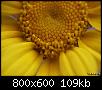         

:  Flower.jpg
:  401
:  108,9 KB