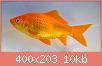         

:  commongoldfish2.jpg
:  2056
:  10,5 KB