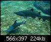         

:  Crete_Aquarium003.jpg
:  312
:  224,2 KB