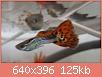         

:  RED DRAGON PRPL BODY_01cut.jpg
:  352
:  124,7 KB