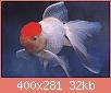         

:  Gold Fish Red Cap.jpg
:  195
:  32,2 KB