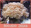         

:  buble coral.JPG
:  253
:  261,2 KB