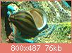         

:  nerite.jpg
:  354
:  76,2 KB