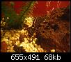         

:  Pleco 1a.JPG
:  342
:  67,7 KB