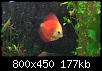         

:  red_discus.JPG
:  357
:  176,6 KB