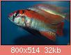         

:  haplochromisspflameback.jpg
:  679
:  32,2 KB