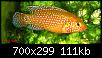         

:  Hemichromis-lifalili.jpg
:  154
:  111,4 KB