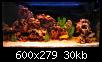         

:  sifo_cichlid_tank1.jpg
:  416
:  30,4 KB