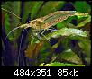         

:  Caridina-japonica13.jpg
:  538
:  85,4 KB