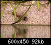         

:  CORYDORAS PANDA.jpg
:  733
:  92,2 KB