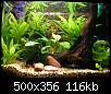         

:  betta-tank-3.jpg
:  491
:  116,0 KB