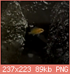         

:  Screenshot_2019-06-21 Young labidochromis - YouTube.png
:  308
:  89,4 KB