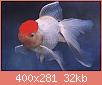         

:  Gold Fish Red Cap.jpg
:  196
:  32,2 KB