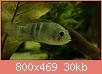         

:  blue acara_2.jpg
:  2399
:  29,9 KB