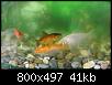         

:  Fish3.jpg
:  331
:  40,5 KB