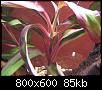         

:  plant 1.jpg
:  468
:  85,0 KB