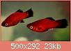         

:  Platy-Fish-500x292.jpg
:  625
:  23,0 KB