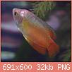         

:  gourami.jpg
:  233
:  31,7 KB