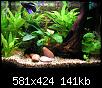         

:  betta-tank-2.jpg
:  450
:  141,3 KB