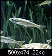         

:  alburnus_albidus-500.jpg
:  575
:  21,6 KB