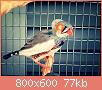         

:  aviary-image-1469798006043.jpg
:  221
:  77,0 KB