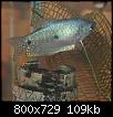         

:  blue_gourami.jpg
:  249
:  108,9 KB