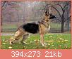         

:  German-Shepherd.jpg
:  434
:  21,5 KB