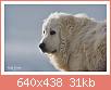         

:  Great-Pyrenees-Dog2.jpg
:  237
:  30,5 KB