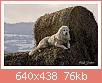         

:  TheGreatPyreneesDog.jpg
:  207
:  75,8 KB