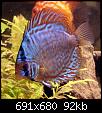         

:  RES BABY DISCUS 2.jpg
:  273
:  91,7 KB