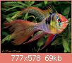         

:  Microgeophagus-Ramirezi-male.jpg
:  947
:  69,1 KB