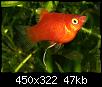         

:  RedPlaty1.jpg
:  204
:  46,9 KB