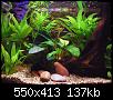         

:  betta-tank-1.jpg
:  461
:  136,9 KB