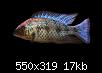         

:  Fossorochromis_rostratus_M.jpg
:  229
:  16,5 KB
