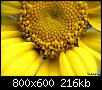         

:  flower crazio.jpg
:  396
:  215,7 KB